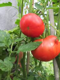 Afbeeldingsresultaat voor earliana tomato