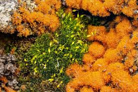 Attēlu rezultāti vaicājumam “Gymnostomum aeruginosum”