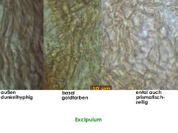 Attēlu rezultāti vaicājumam “Hyphodiscus hymeniophilus”