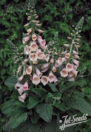 Image result for Digitalis purpurea