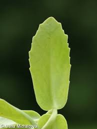 Attēlu rezultāti vaicājumam “Hylotelephium maximum leaf”