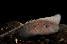 Image result for Amblyraja hyperborea