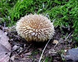 Attēlu rezultāti vaicājumam “Lycoperdon echinatum”