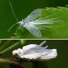 Attēlu rezultāti vaicājumam “Orthezia urticae”