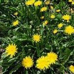 Attēlu rezultāti vaicājumam “Leontodon hispidus fruit”