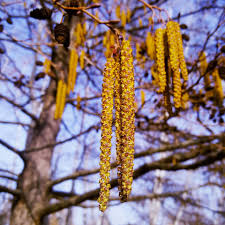 Attēlu rezultāti vaicājumam “Populus x lettland”