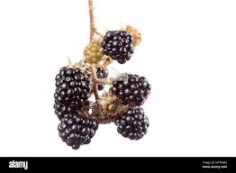 Attēlu rezultāti vaicājumam “Rubus plicatus fruit”