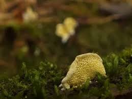 Attēlu rezultāti vaicājumam “Flaviporus citrinellus”