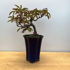 Image result for parthenocissus bonsai