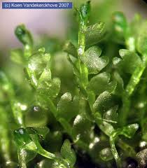 Attēlu rezultāti vaicājumam “Gymnocolea inflata”