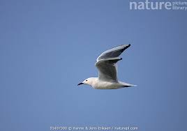 Image result for Chroicocephalus genei