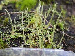 Attēlu rezultāti vaicājumam “Cladonia norvegica”