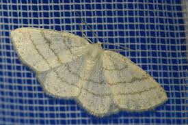 Attēlu rezultāti vaicājumam “Cabera pusaria female”