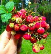 Attēlu rezultāti vaicājumam “Fragaria viridis”