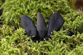 Attēlu rezultāti vaicājumam “Xylaria longipes”