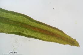 Attēlu rezultāti vaicājumam “Bryoerythrophyllum recurvirostrum”