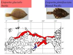 Image result for Liopsetta glacialis