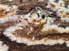 Attēlu rezultāti vaicājumam “Coniophora puteana”