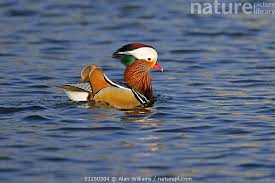 Attēlu rezultāti vaicājumam “Aix galericulata male”