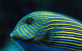 Image result for Bluebanded Surgeonfish
