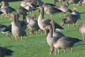 Attēlu rezultāti vaicājumam “Anser anser juvenile”