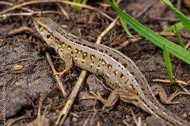 Attēlu rezultāti vaicājumam “Lacerta agilis female”