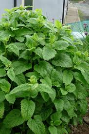 Image result for Melissa officinalis