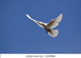 Attēlu rezultāti vaicājumam “Columba livia f. domestica”