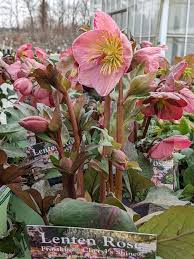 Attēlu rezultāti vaicājumam “Helleborus niger flower”