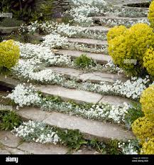 Image result for cerastium tomentosum
