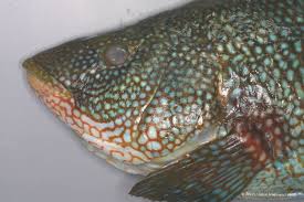 Image result for Labrus bergylta