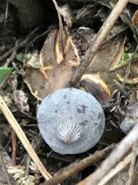 Attēlu rezultāti vaicājumam “Geastrum pectinatum”
