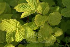 Attēlu rezultāti vaicājumam “Filipendula ulmaria  leaf”