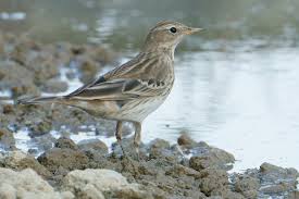 Image result for Anthus spinoletta