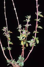 Attēlu rezultāti vaicājumam “Acinos arvensis flower”