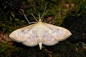 Attēlu rezultāti vaicājumam “Pleuroptya ruralis”