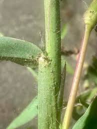 Attēlu rezultāti vaicājumam “Digitaria ischaemum leaf”