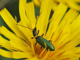 Attēlu rezultāti vaicājumam “Chrysanthia geniculata”