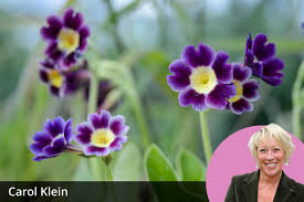 Attēlu rezultāti vaicājumam “Primula farinosa fruit”