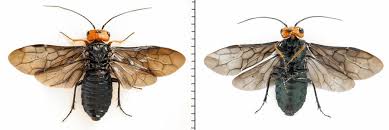 Attēlu rezultāti vaicājumam “Acantholyda erythrocephala”