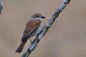 Attēlu rezultāti vaicājumam “Lanius collurio female”