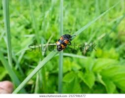 Attēlu rezultāti vaicājumam “Nicrophorus vespillo”