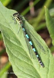 Attēlu rezultāti vaicājumam “Coenagrion pulchellum female”