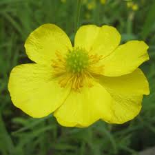 Attēlu rezultāti vaicājumam “Ranunculus flammula flower”