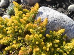 Attēlu rezultāti vaicājumam “Sedum rupestre”