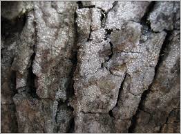 Attēlu rezultāti vaicājumam “Lecanactis abietina”