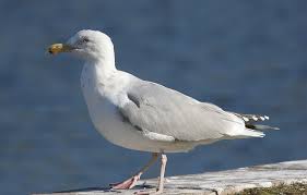 Attēlu rezultāti vaicājumam “Larus argentatus adult”