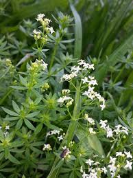 Attēlu rezultāti vaicājumam “Galium album flower”
