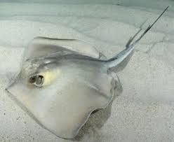Image result for Dasyatis pastinaca