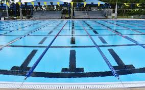 Image result for Selby Tiger Sharks Swimming Club